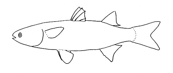 Representative of the family Mugilidae (Gosline & Brock, 1960, fig. 83)